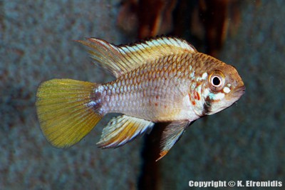 Apistogramma sp. Pebas